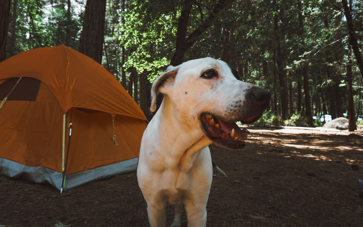 A happy dog at a campsite, pet-friendly camping near Colorado Springs and the Royal Gorge