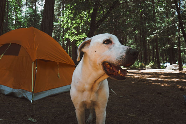 A happy dog at a campsite, pet-friendly camping near Colorado Springs and the Royal Gorge