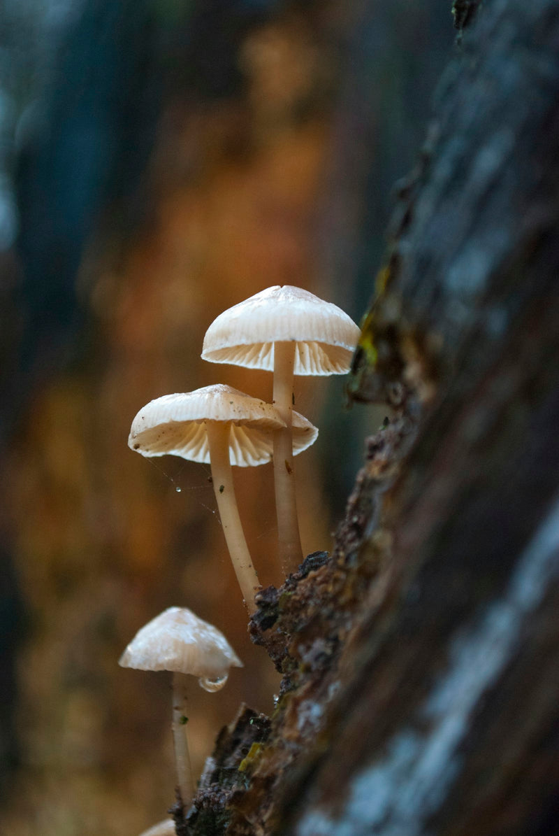 Summer of Mushroom Love, a mycological immersion at Observer Ranch